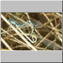 Cercion lindenii - Pokal-Azurjungfer 02.jpg